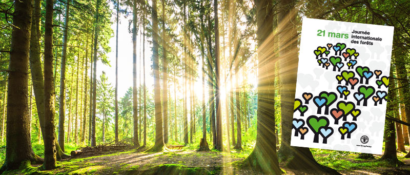 Journée internationale de la forêt sur le thème « Forêt et villes durables »