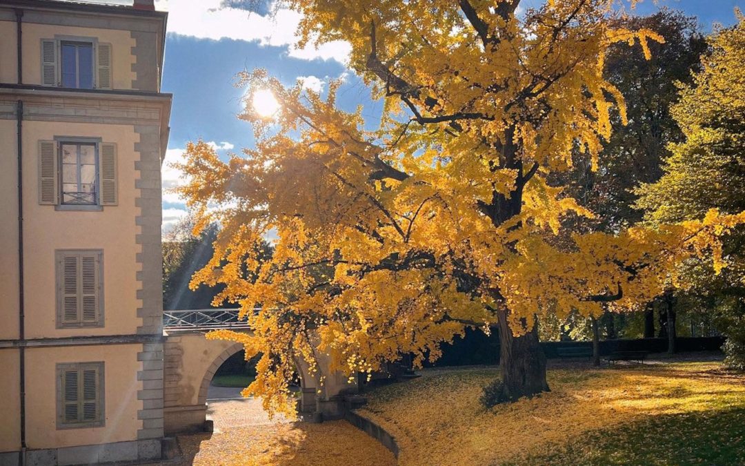 Journée Suisse de l’Arbre