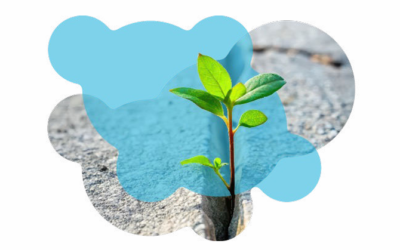 « Adapt+ », le programme fédéral d’encouragement pour le climat