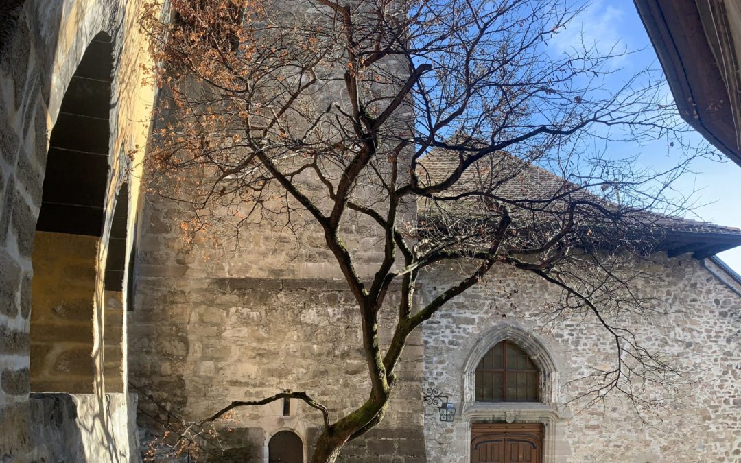 Formation ASSA – Gestion différenciée des arbres en ville